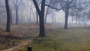 High Park Burn, April 2012